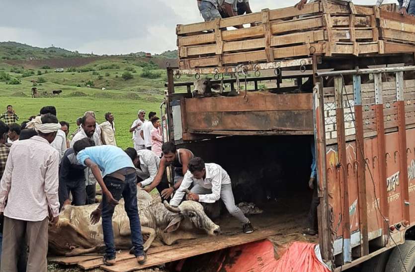 Police caught truck full of cattle on Indore highway हाईवे पर पुलिस वाहन सामने अड़ाकर ट्राला रोका तो कट मारकर भागा, पीछा कर पुलिस ने दबोचा