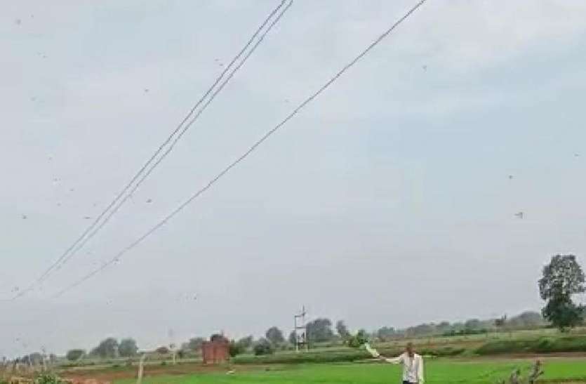 कराहल के आठ गांवों में 18 घंटे में टिड्डियां चट कर गईं चार सैकड़ा किसानों की फसल कराहल के आठ गांवों में 18 घंटे में टिड्डियां चट कर गईं चार सैकड़ा किसानों की फसल