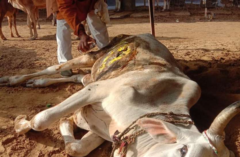 एक शिक्षक की गौसेवा की अनूठी बानगी: डांग क्षेत्र में चलती है अपाहिज गायों की गौशाला एक शिक्षक की गौसेवा की अनूठी बानगी: डांग क्षेत्र में चलती है अपाहिज गायों की गौशाला
