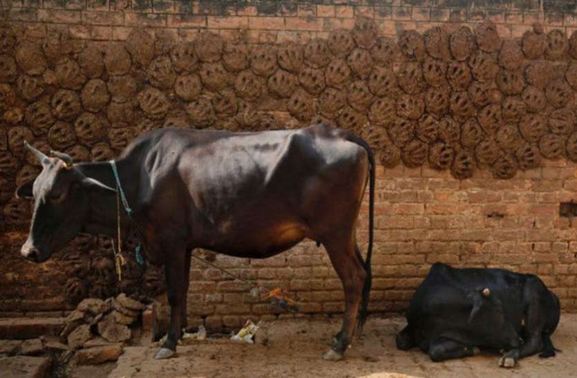 दूध छोडिये और समझिये गोबर का अर्थशास्त्र, सरकार डेढ़ रुपए में खरीदेगी तो पशुपालकों को सालाना मिलेंगे 30 अरब दूध छोडिये और समझिये गोबर का अर्थशास्त्र, सरकार डेढ़ रुपए में खरीदेगी तो पशुपालकों को सालाना मिलेंगे 30 अरब