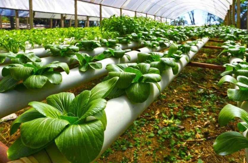 Agriculture : नैनो आधारित कृषि इनपुट का होगा मूल्यांकन Agriculture : नैनो आधारित कृषि इनपुट का होगा मूल्यांकन