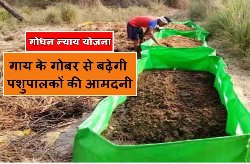 छत्तीसगढ़ गोबर इकोनॉमिक्स: डेढ़ रुपए में खरीदी तो पशुपालकों को सालाना मिलेंगे 30 अरब रुपए, कैसे यहां पढि़ए खास रिपोर्ट छत्तीसगढ़ गोबर इकोनॉमिक्स: डेढ़ रुपए में खरीदी तो पशुपालकों को सालाना मिलेंगे 30 अरब रुपए, कैसे यहां पढि़ए खास रिपोर्ट