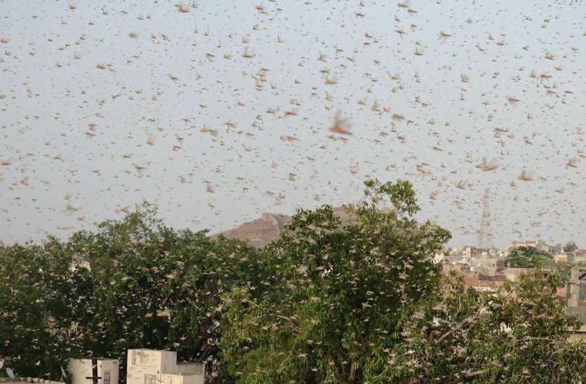 पाक में पूरे मानसून अण्डे देगी टिड्डी, भारत को बॉर्डर पर रहना होगा तैयार पाक में पूरे मानसून अण्डे देगी टिड्डी, भारत को बॉर्डर पर रहना होगा तैयार
