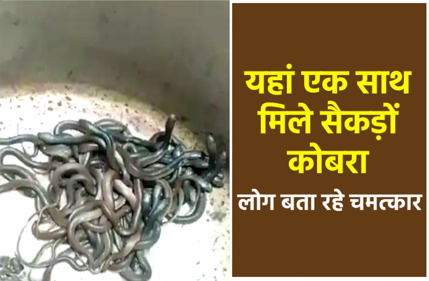 News श्रावण के पहले सोमवार यहां मिले कोबरा प्रजाति के सैकड़ों सपोले, लोग मान रहे चमत्कार