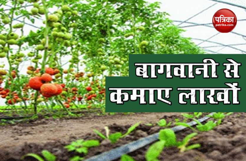 इन चीजों की Gardening से कमाए लाखों रुपए, साल भर में हो जाएंगे मालामाल, दूसरों को भी देंगे काम इन चीजों की Gardening से कमाए लाखों रुपए, साल भर में हो जाएंगे मालामाल, दूसरों को भी देंगे काम