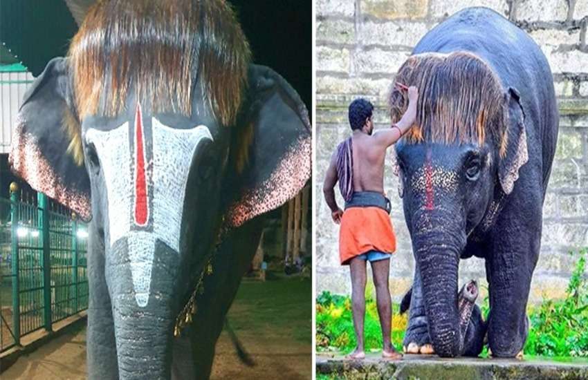 hathi1.jpg