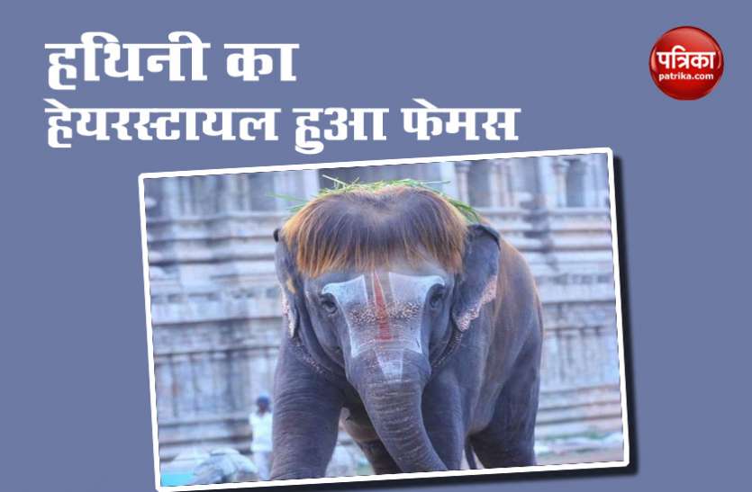 hathini1.jpg हथिनी का हेयरस्टायल देख लोग हुए इंप्रेस, सोशल मीडिया पर वायरल हुईं तस्वीरें