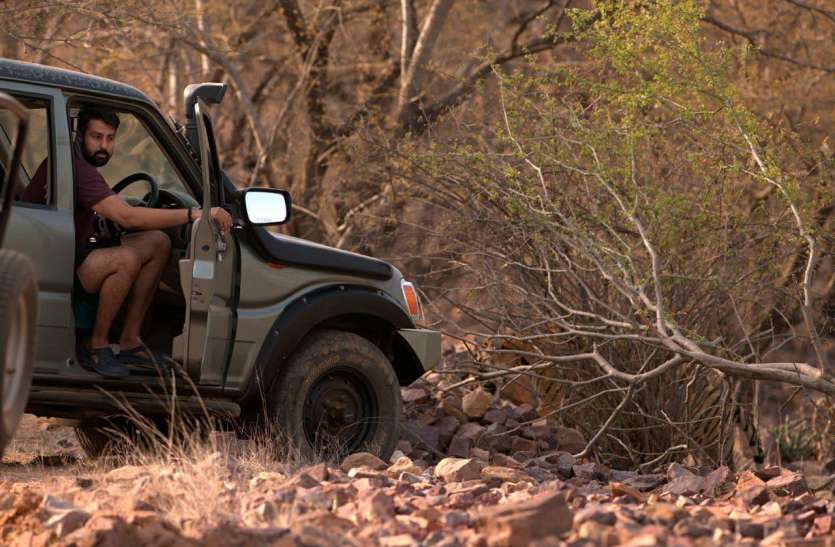 The son of CCF was very kind to Tiger Safari राजस्थान में सीसीएफ के पुत्र पर टाइगर सफारी में पूरी मेहरबानी