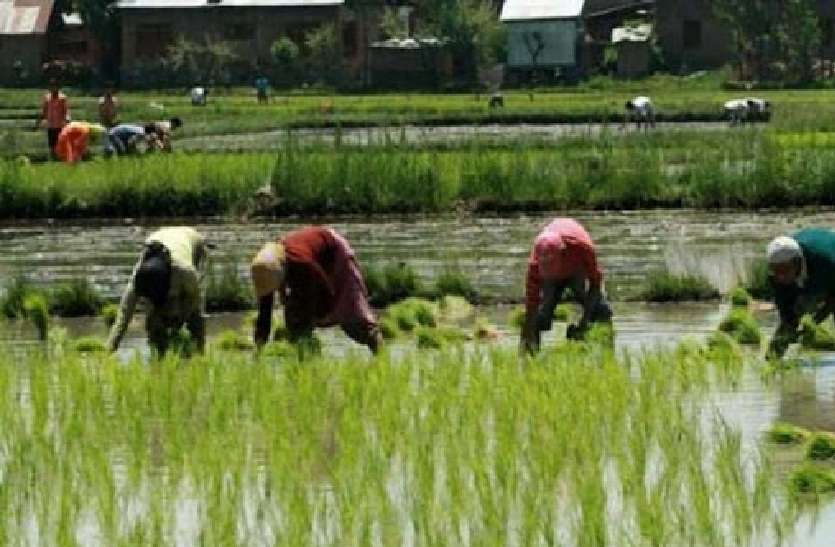 खरीफ में मौसम मेहरबान तो सरकार दे रही किसानों को धोखा, समितियों से गायब हैं रसायन खरीफ में मौसम मेहरबान तो सरकार दे रही किसानों को धोखा, समितियों से गायब हैं रसायन