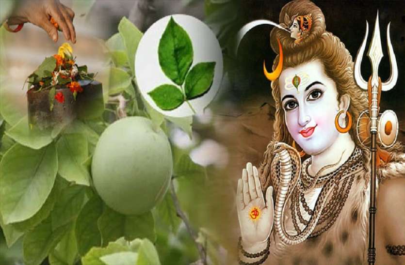 BELPATRA importance on lord shiv in sawan