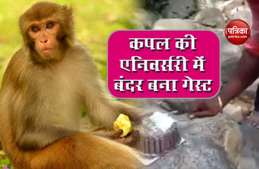 monkey1.jpg कपल के अरमानों पर बंदर ने फेरा पानी, जंगल में काट रहे थे एनिवर्सरी केक, तभी मारा झपट्टा