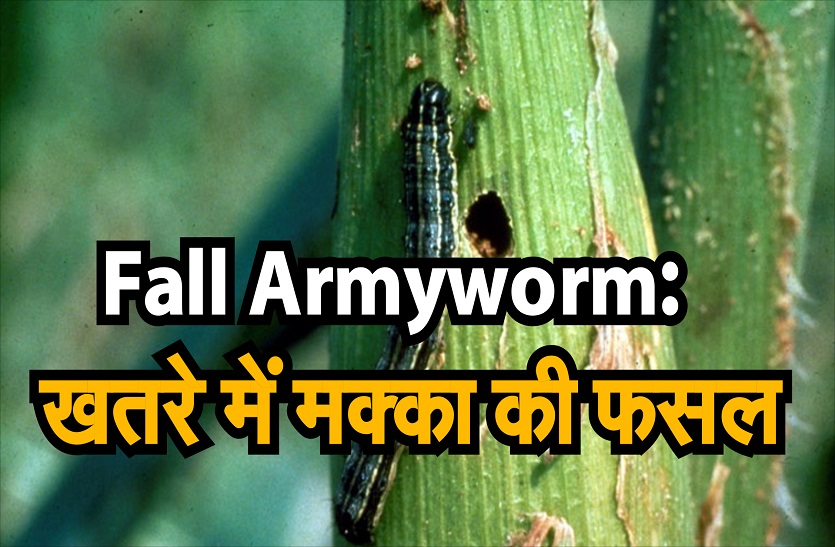 Fall Armyworm : खतरे में मक्का की फसल  