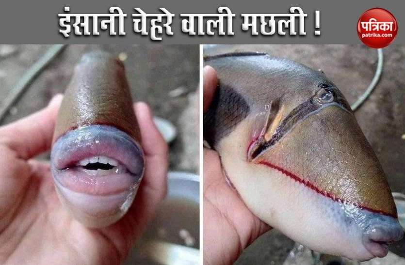 This fish in Malaysia has 'human-like' features, photos go viral Malaysia में दिखी इंसानी चेहरे वाली मछली, तस्वीरें देख पूरी दुनिया हैरान !