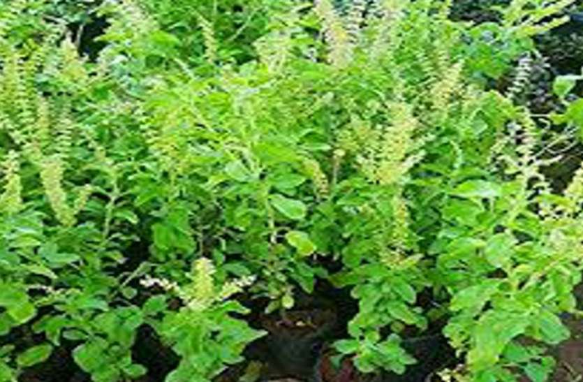 Tulsi, Plant, Nidiyad, Van Mahotsav तुलसी के 3.50 लाख