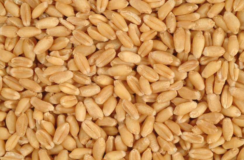 Rajasthan 5kg wheat free latest update सरकार के आदेश से असमंजस की स्थिति, पांच किलो गेहूं नि:शुल्क तो पांच किलो की चुकानी पड़ेगी कीमत