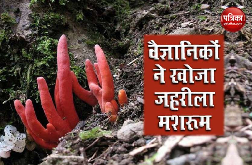 mashroom1.jpg भूलकर भी न खाएं लाल रंग का मशरूम, बॉडी के सारे अंग हो सकते हैं फेल