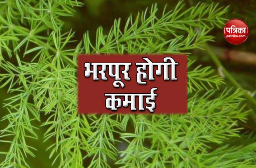 shataVARI शतावरी की खेती में है जबरदस्त कमाई, 50 हजार की लागत से होगा लाखों का मुनाफा