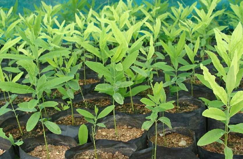 Agriculture : खाली जमीन पर बांस और चंदन की व्यावसायिक खेती किसानों को उद्यमिता के लिए प्रेरित करेंगे बदलाव