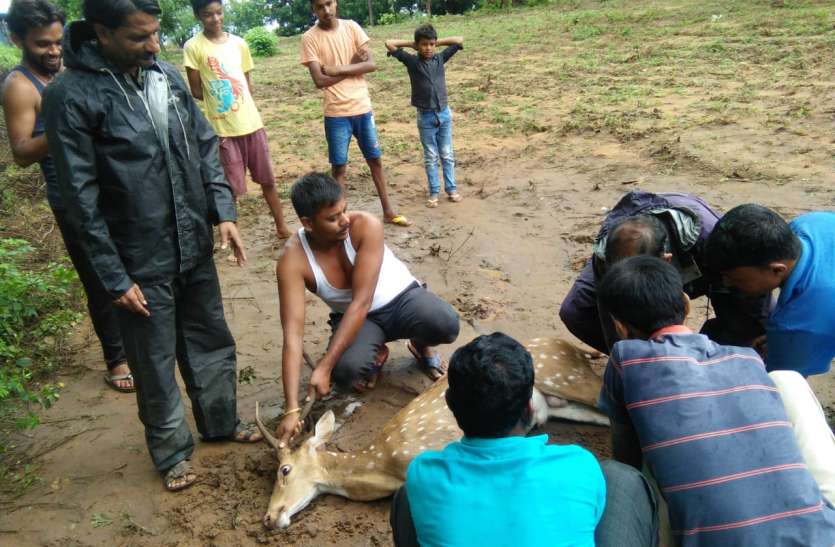 Chital reached village from forest, stray dogs injured जंगल से गांव पहुंचा चीतल, आवारा श्वानों ने खदेड किया घायल