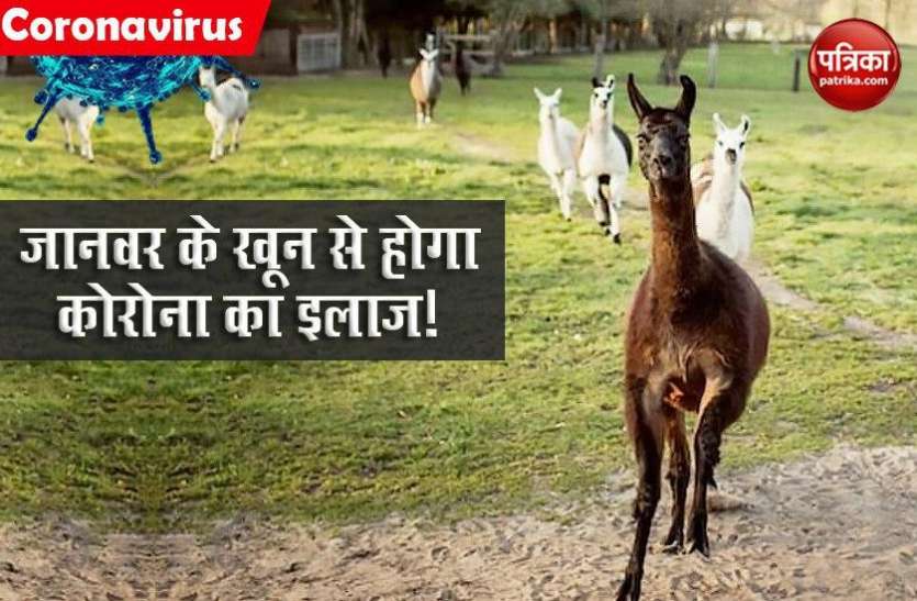 animal1.jpg अब इस जानवर के खून से होगा कोरोना का इलाज, वैज्ञानिकों ने किया दावा