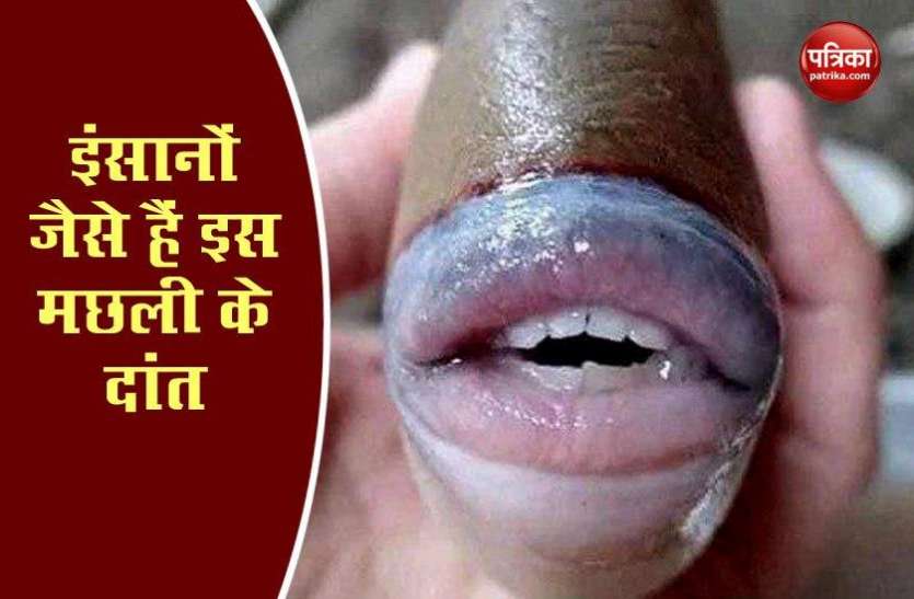 fish1.jpg सोशल मीडिया पर वायरल हुई इंसानी शक्ल वाली मछली, दांत देखकर हर कोई हैरान