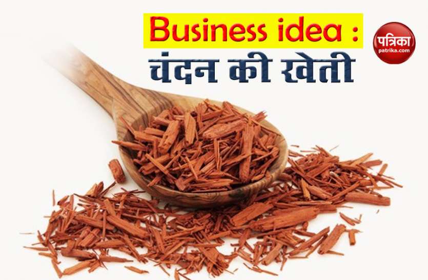 sandalwood cultivation चंदन की खेती में है मोटी कमाई, 1 लाख के खर्च से कमा सकते हैं 60 लाख