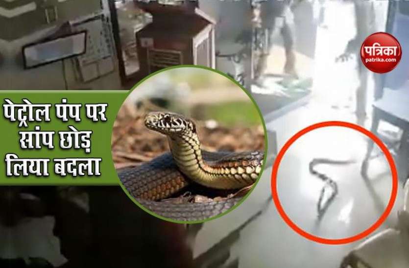 snake1.jpg बोतल में नहीं दिया पेट्रोल तो गुस्से में शख्स ने पेटोल पंप पर छोड़े तीन सांप, वीडियो हुआ वायरल