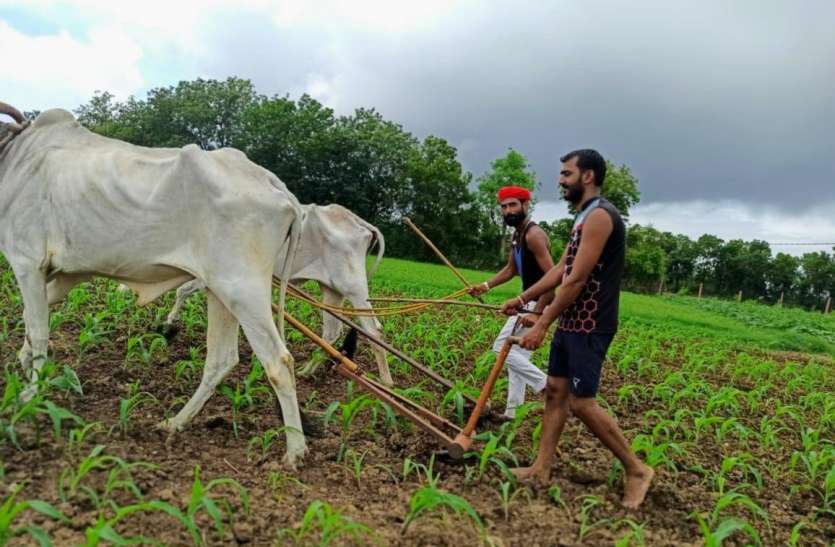 Kharif cultivation started in Katni खरीफ खेती-2021: दो लाख 17 हजार हेक्टेयर में होगी बोवनी, धान का रखा गया सर्वाधिक लक्ष्य