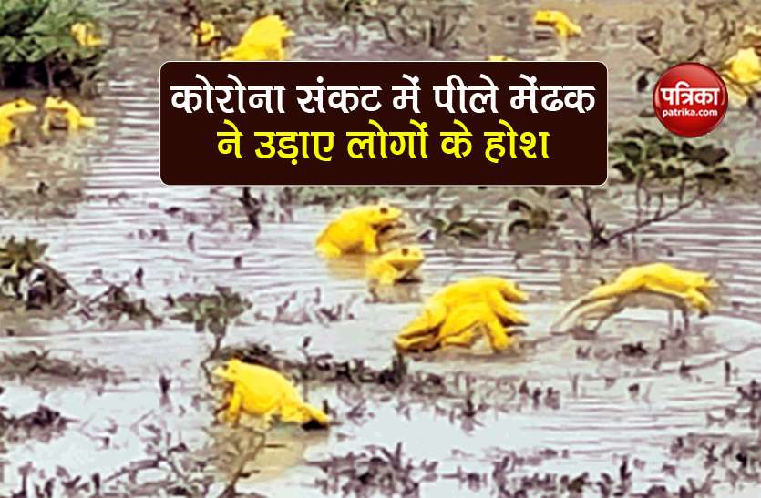 rare species of yellow frog seen in monsoon in know facts Yellow Frogs: कोरोना संकट के बीच यहां निकले हजारों पीले मेंढक, जानिए इनका रहस्य
