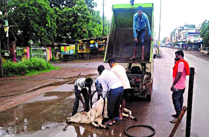 Crash-driven campaign collapsed in the city, cattle falling victim to accident ... नगर में रोका-छेका अभियान हुआ ध्वस्त, आए दिन दुर्घटना का शिकार हो रहे मवेशी ...
