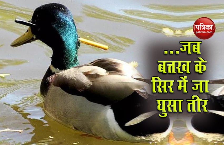 Duck With An Arrow Rescued Three Months After Being Hit By Hunter त न मह न तक स र म घ स त र क स थ भटकत रह बत तख फ र ऐस म ल नय ज वन Patrika News