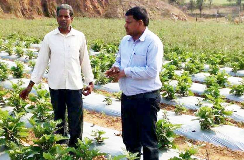 Dept of Agriculture is not helping doing organic farming in Singrauli आपकी बात: क्या अनुबंध पर खेती से किसानों को फायदा होगा?