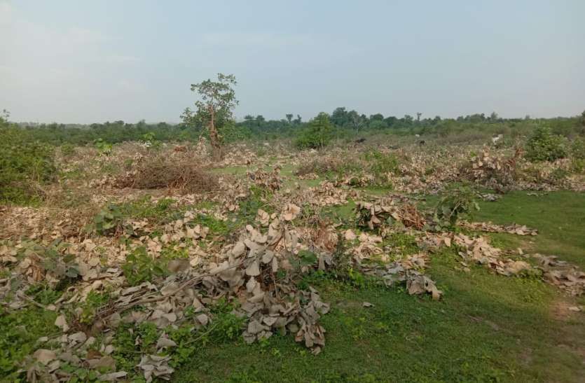 In the greed of pattas, tribals will come to clean the forests वनों और शहरी हरियाली का संरक्षण जरूरी