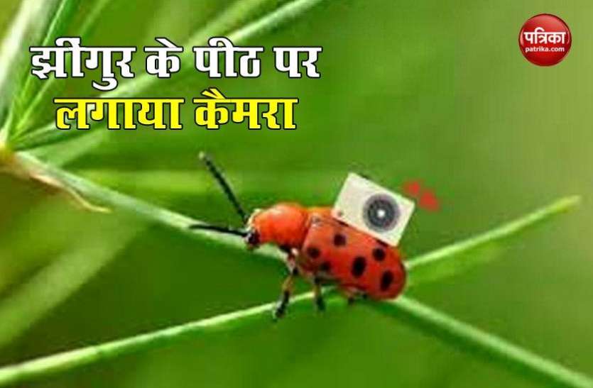 Scientists strapped camera rigs to beetles, and it actually works वैज्ञानिकों ने झींगुर के पीठ पर लागाया Camera, फोटो के साथ बना सकता है Video