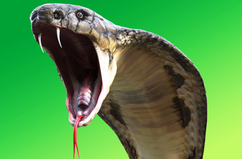 snake सुहाग नगरी में कोरोना बना काल, सर्पदंश से 28 दिन में 13 मौत