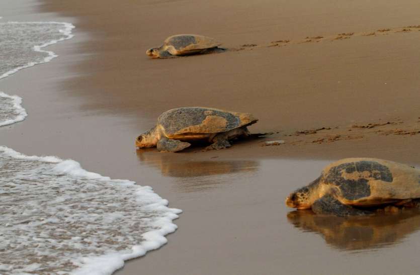 Turtle : ओडिशा में मिला दुर्लभ प्रजाति का पीला कछुआ Turtle : ओडिशा में मिला दुर्लभ प्रजाति का पीला कछुआ