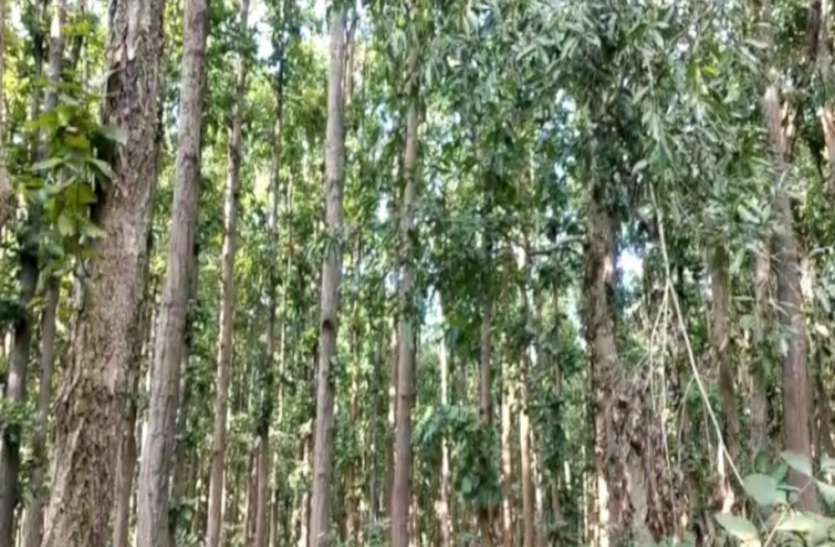 लॉक डाउन के दरमियान जंगल में बढ़ी शिकारियों की चहलकदमी, 3 शिफ्ट में होगी गश्त बढ़ेगे अस्थाई बैरियर लॉक डाउन के दरमियान जंगल में बढ़ी शिकारियों की चहलकदमी, 3 शिफ्ट में होगी गश्त बढ़ेगे अस्थाई बैरियर