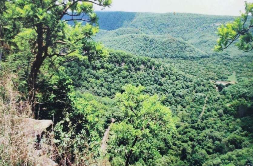 हर साल लाखों पौधे, फिर भी नहीं बढ़ रही हरियाली हर साल लाखों पौधे, फिर भी नहीं बढ़ रही हरियाली