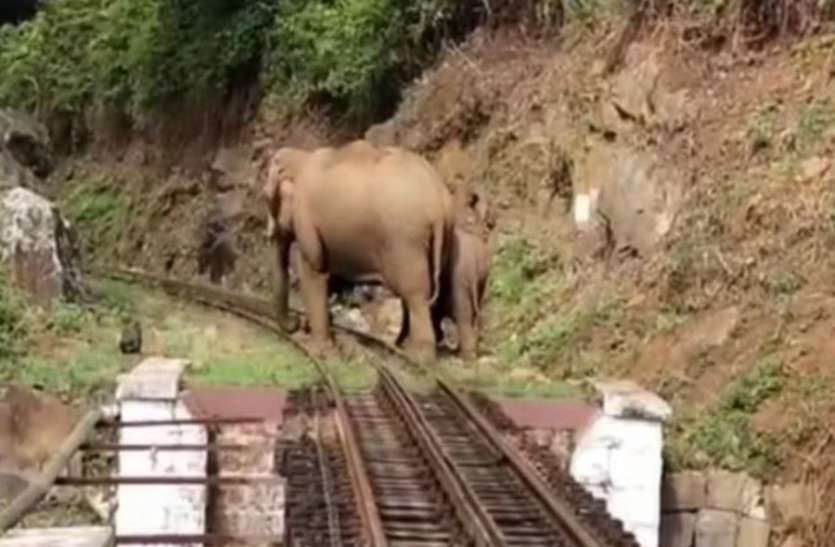 Elephants camp on the Nilgiri Mountain railway line नीलगिरि माउंटेन रेलवे लाइन पर हाथियों का डेरा