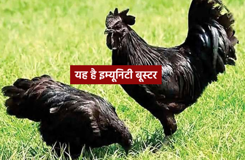 kadaknath.png इम्यूनिटी बूस्टर बना कड़कनाथ, 200 फीसदी मांग बढ़ी, चल रही ढाई माह की वेटिंग
