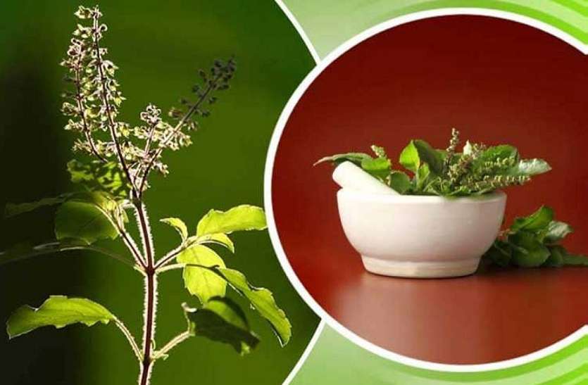 HEALTH TIPS : तुलसी के हैं बेशुमार फायदे, बस चबाकर मत खाइए HEALTH TIPS : तुलसी के हैं बेशुमार फायदे, बस चबाकर मत खाइए