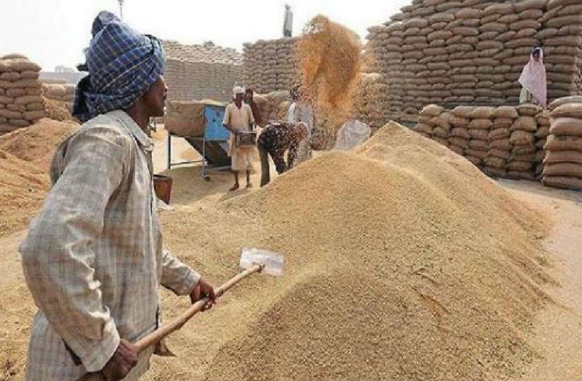 Wheat became cheaper in Corona period, prices down कोरोना काल में सस्ता हो गया गेहूं, गिर गए दाम