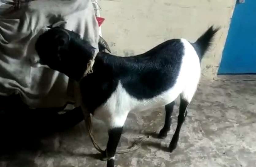 meerut.jpg कोरोना की भेंट चढ़ा करोड़ों का कारोबार, चोरी-छिपे बेहद सस्ते दामों में बेचे जा रहे बकरे, देखें वीडियो-