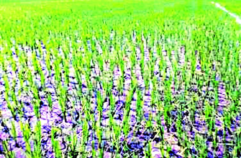 Justice is not available to the farmers here, weather is giving dag, farmers are irrigating the fields with tears… यहां नहीं मिल रहा किसानों को न्याय, मौसम दे रहा दगा, आंसूओं से खेतों को सींच रहे बेबस किसान ...