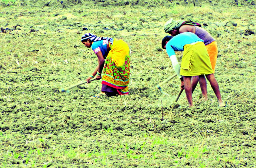 Crop insurance amount is determined not by non-vegetation but by harvesting usage data.