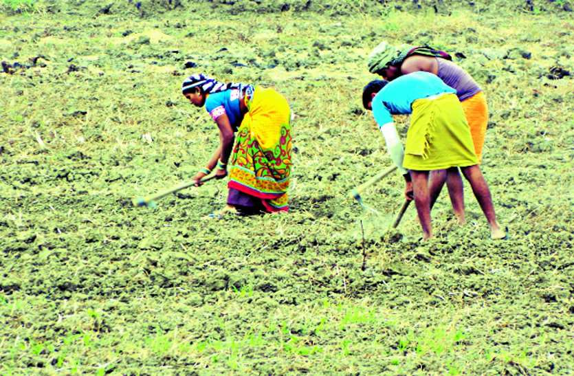Crop insurance amount is determined not by non-vegetation but by harvesting usage data. अनावारी से नहीं बल्कि फसल कटाई प्रयोग के आंकड़ों से तय होती है फसल बीमा राशि ...