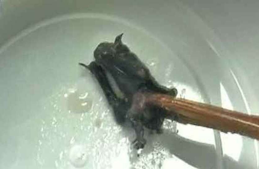 bats_01.jpg