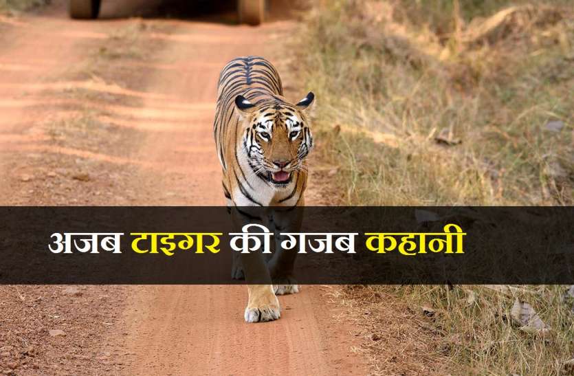 fwf8hh_web_1.jpg जानिए बाघिन की तलाश में 200 किमी का सफर तय करने वाले टाइगर की कहानी...