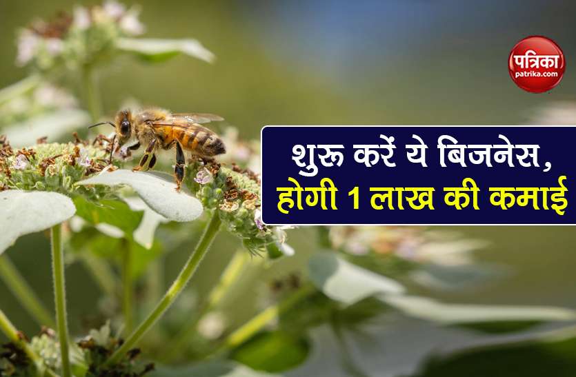 honey plant business earn money rs 1 lakh per month govt subsidy शुरू करें ये बिजनेस, हर महीने होगी 1 लाख की कमाई, सरकार भी करेगी मदद