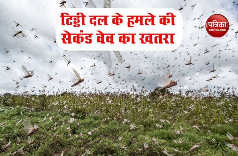 , टिड्डी दल कर सकता है दोबारा हमला, बढ़ती प्रजनन संख्या से गहराई चिंता
